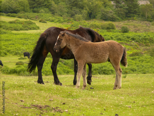 Foal with his mum on a green field