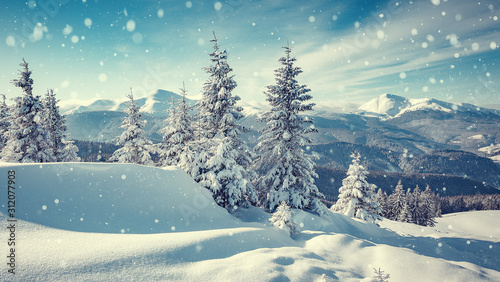 Wonderful Winter Landscape. Awesome Alpine Highlands in sunny day. Majestic frosen trees under Sunlight sparkling. Amazing Nature Scenery at Fairytale wintry woodland. Beautiful Natural background © jenyateua