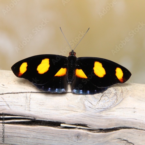 Butterfly in Brazil photo