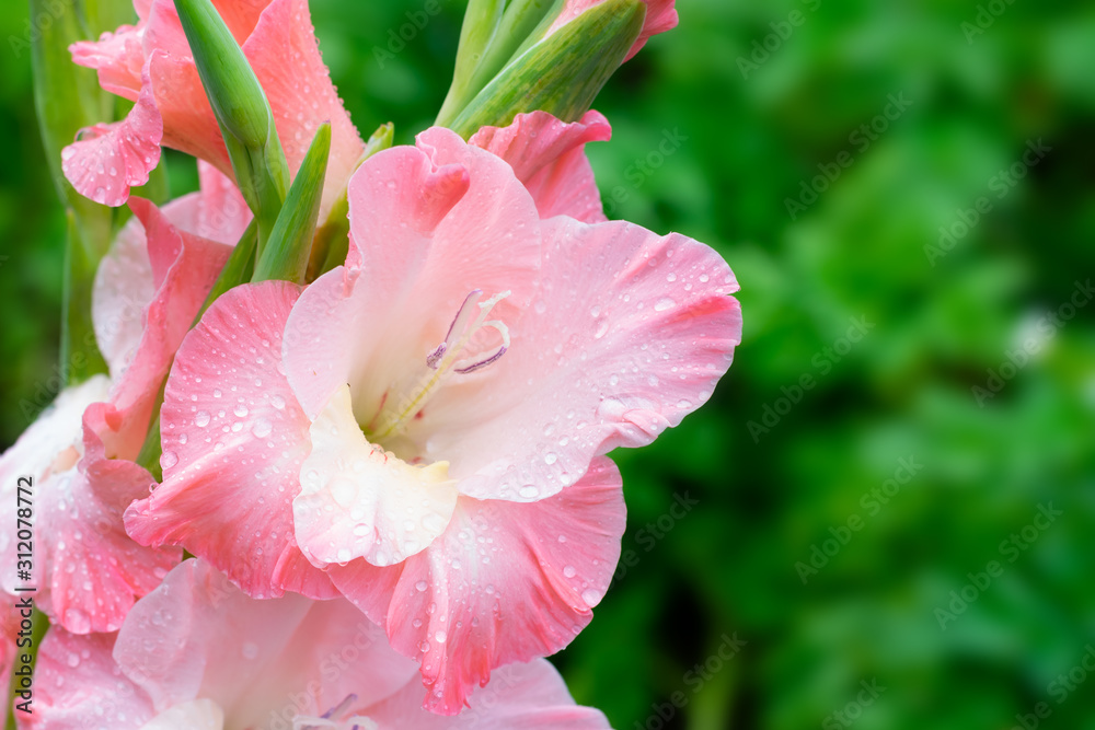Fototapeta premium Blossoming vivid huge soft cute pink gladiolus flowers close up in vertical format. Blooming gladiolus on summertime sunbeams.