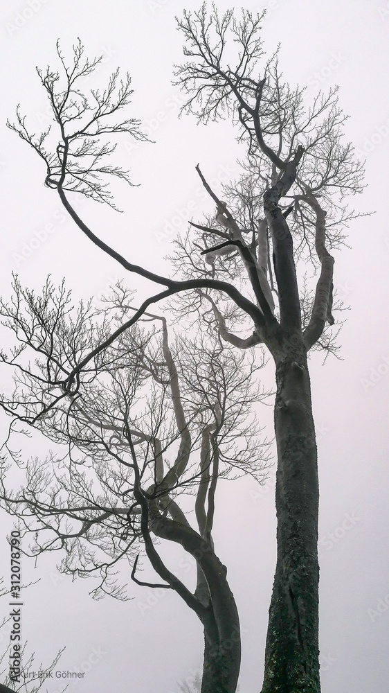 Naklejka premium silhouette of a tree