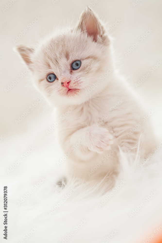 Cute baby kitten Cute baby kitten