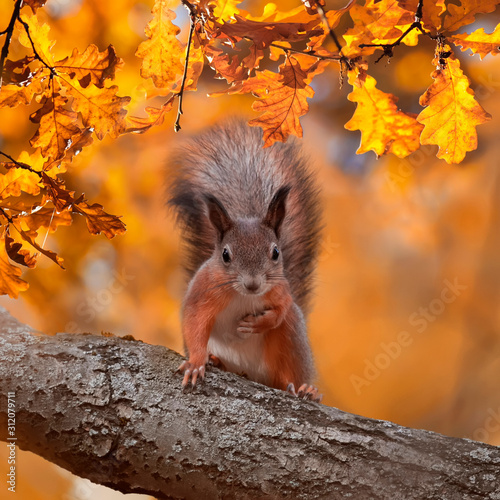 Tapeta square portrait with beautiful fluffy red squirrel sitting in autumn Park on a