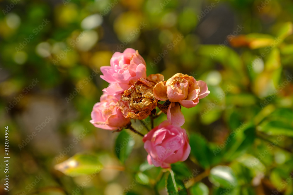 Herbstliche, teilweise welke Gartenrose Herbstliche, teilweise welke Gartenrose