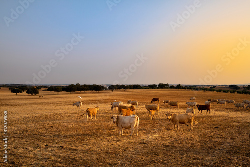 A herd of cows in a pasture at sunset with cork oaks in the background, in Portugal, Europe.