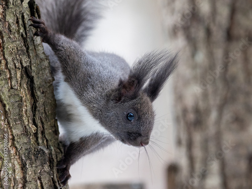 Black squirrel