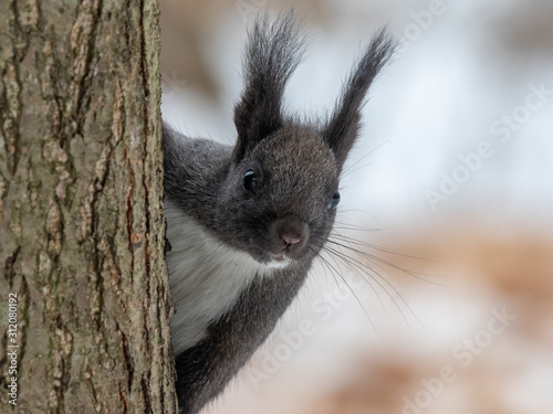 Black squirrel