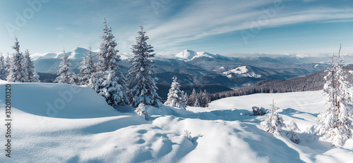 Winter landscape on a sunny day. Little spruce under snow in the mountains. Awesome Wintry nature scenery. Amazing natural background. Christmass concept. Carpathian national park, Ukraine, Europe. © jenyateua