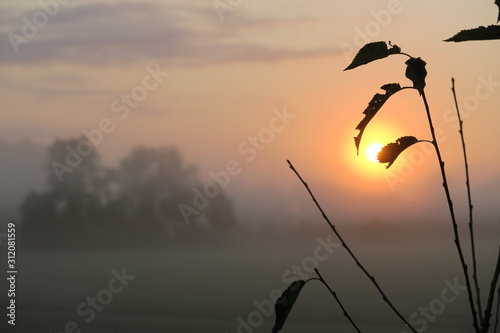 Morgenstimmung im Ampernebel photo