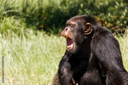 Fotografia Adult Chimpanzee sitting on grass screaming