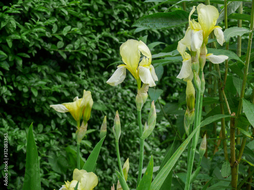 Group of white iris in a garden