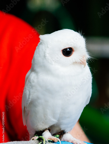 A cute baby albino white owl with black eye photo