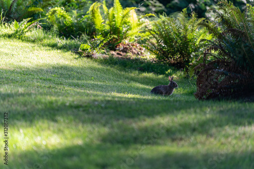 Rabbit in a yard near Vancouver BC. © Alex McDermid