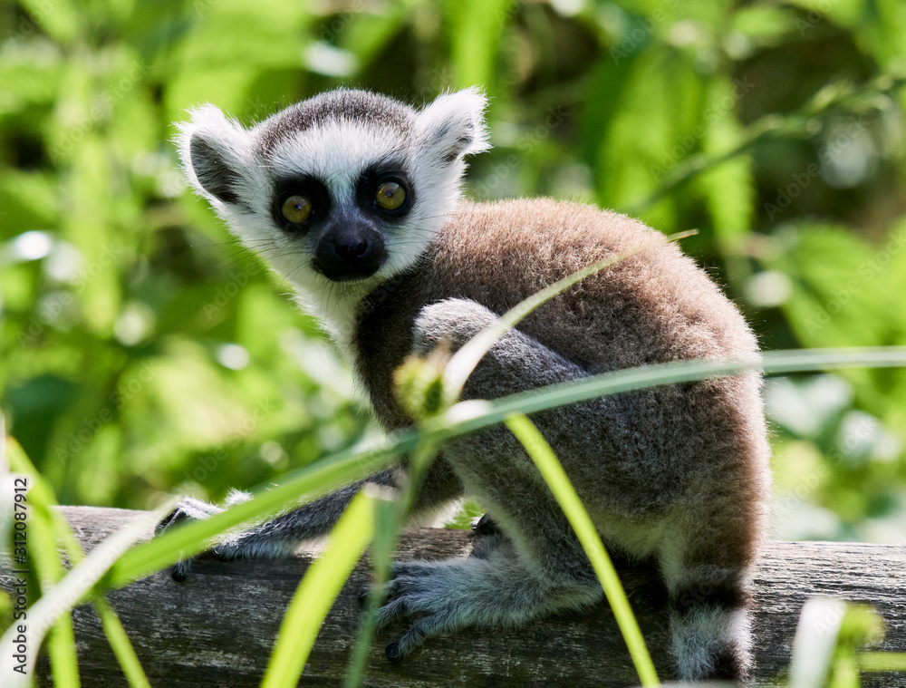 Obraz premium Lemur catta baby on the mother's back/Lemur catta baby and mother/Lemur Catta