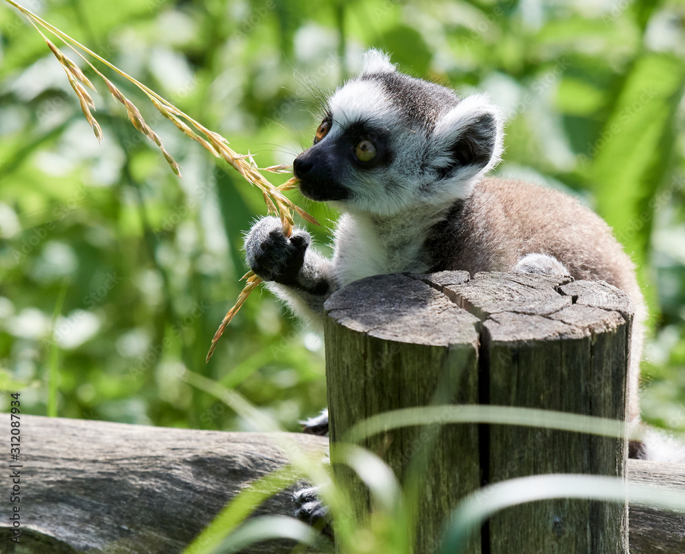 Obraz premium Lemur catta baby on the mother's back/Lemur catta baby and mother/Lemur Catta