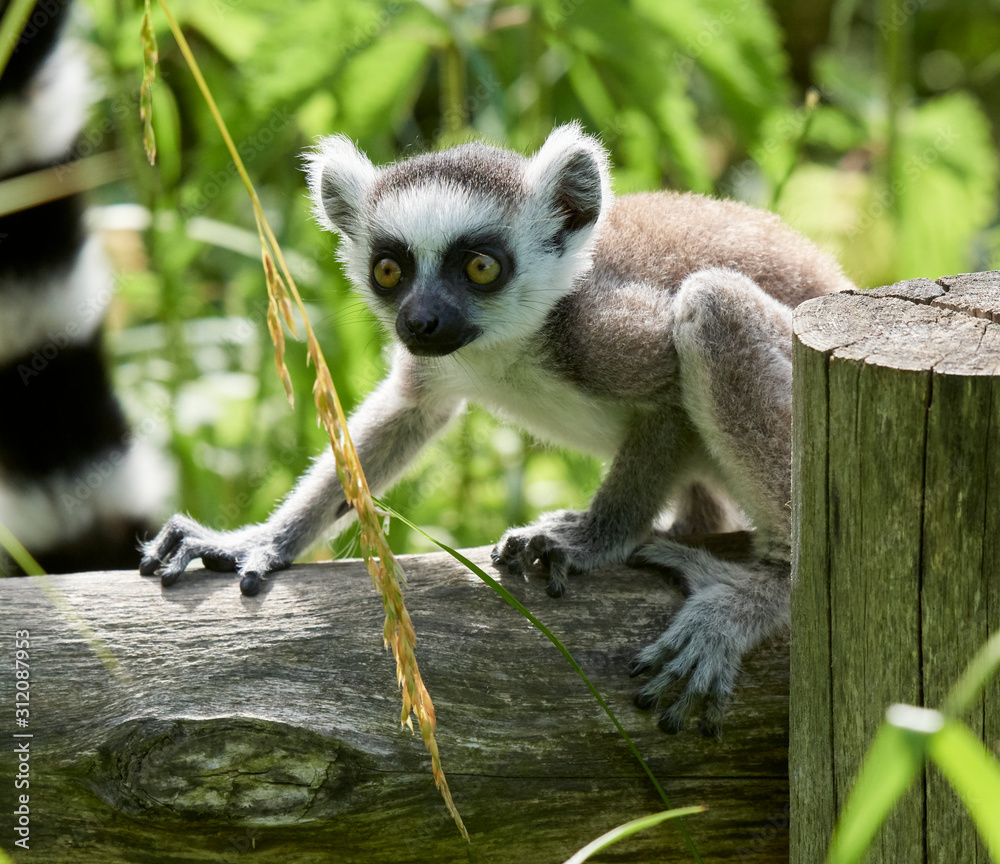 Fototapeta premium Lemur catta baby on the mother's back/Lemur catta baby and mother/Lemur Catta
