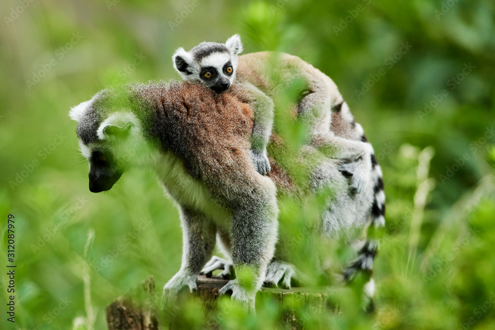 Lemur catta baby on the mother's back/Lemur catta baby and mother/Lemur Catta Lemur catta baby on the mother's back/Lemur catta baby and mother/Lemur Catta