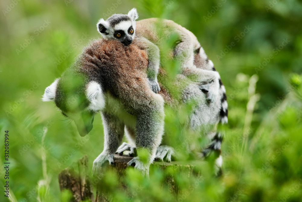 Fototapeta premium Lemur catta baby on the mother's back/Lemur catta baby and mother/Lemur Catta