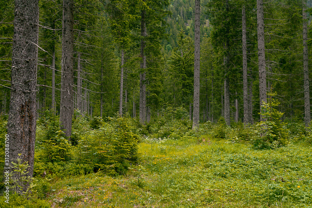 Bergwald mit sehr hohen Nadelbäumen und einem Bergrücken im Hintergrund Bergwald mit sehr hohen Nadelbäumen und einem Bergrücken im Hintergrund