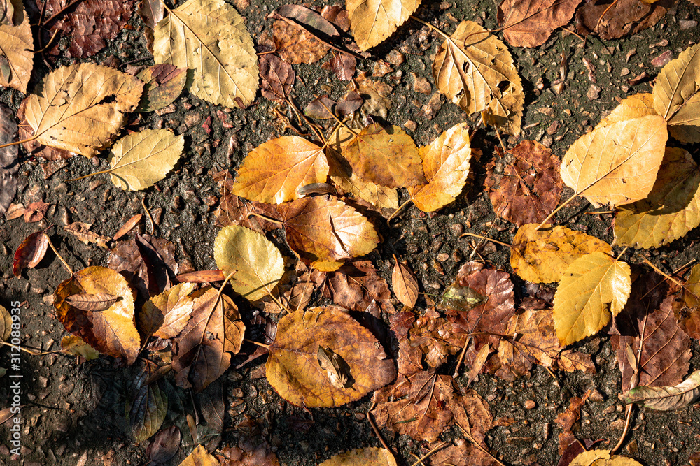 autumn leaves on the ground autumn leaves on the ground