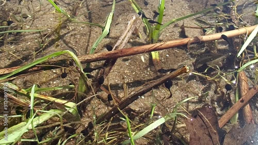 frisch geschlüpfte Kaulquappen vom Grasfrosch, Rana temporaria, schwimmen im flachen Wasser eines Teiches frisch geschlüpfte Kaulquappen vom Grasfrosch, Rana temporaria, schwimmen im flachen Wasser eines Teiches