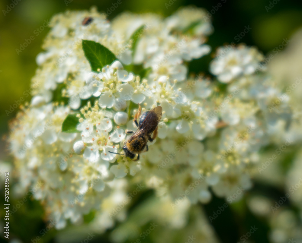 bee on a flower bee on a flower