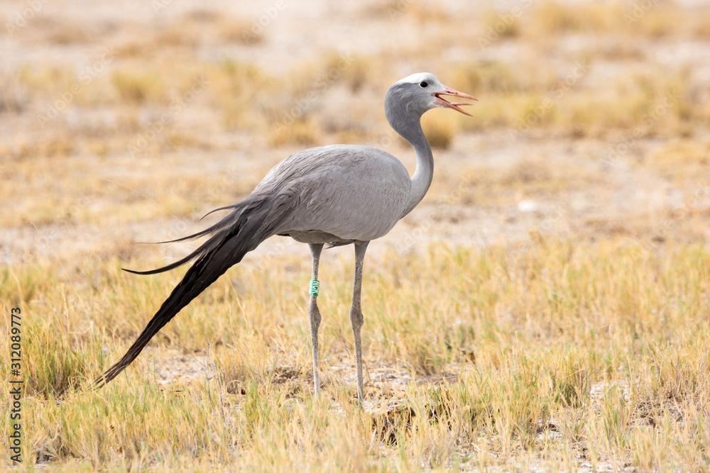 Close up of a paradise crane (Anthropoides paradisea) standing in the grass and calling, Etosha, Namibia