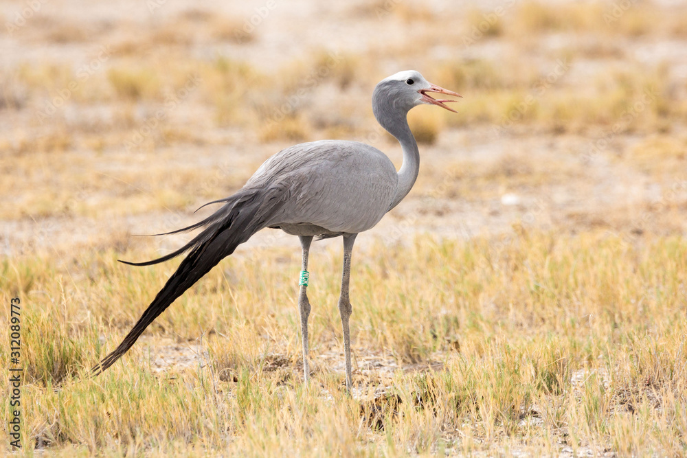 Close up of a paradise crane (Anthropoides paradisea) standing in the grass and calling, Etosha, Namibia Close up of a paradise crane (Anthropoides paradisea) standing in the grass and calling, Etosha, Namibia