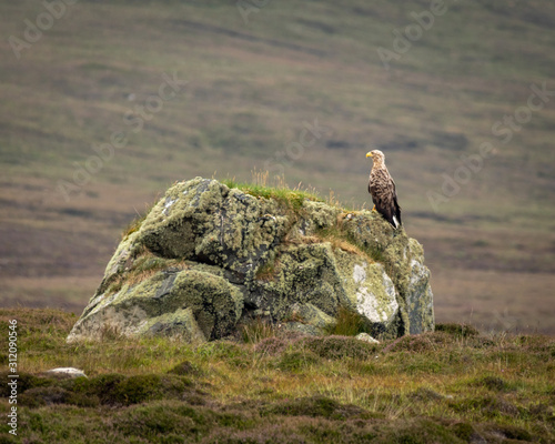 white tailed eagle on the rock