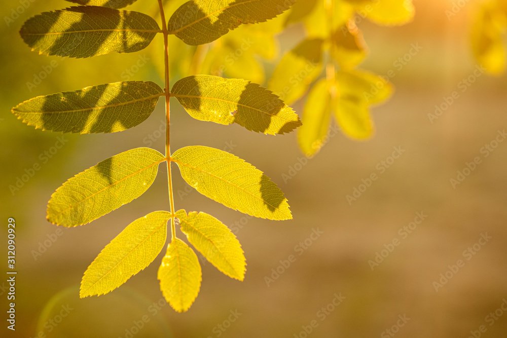 green mountain ash leaves on a summer day during sunset green mountain ash leaves on a summer day during sunset