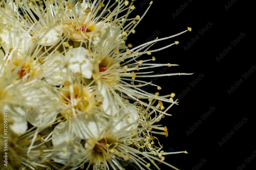 Beautiful flower on a black background Beautiful flower on a black background