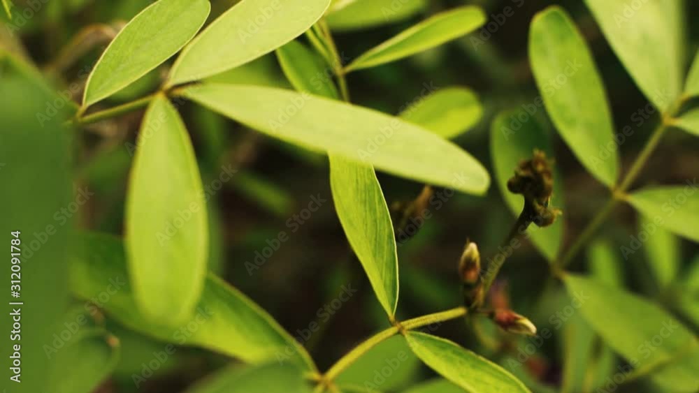 Tracking shot of tropical flowers and leaves , Nature abstract background of pink flowers and leaves in slow motion . Tracking shot of tropical flowers and leaves , Nature abstract background of pink flowers and leaves in slow motion .
