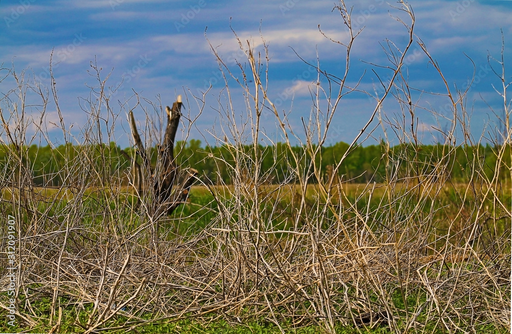 Beautiful scenery. Forest. Dry bush