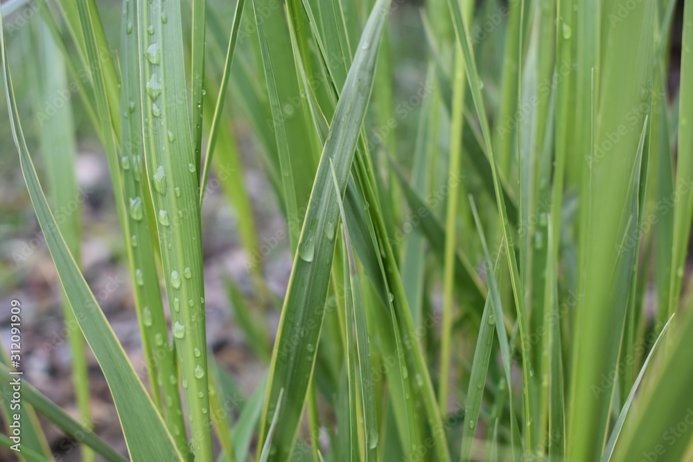 gras gras