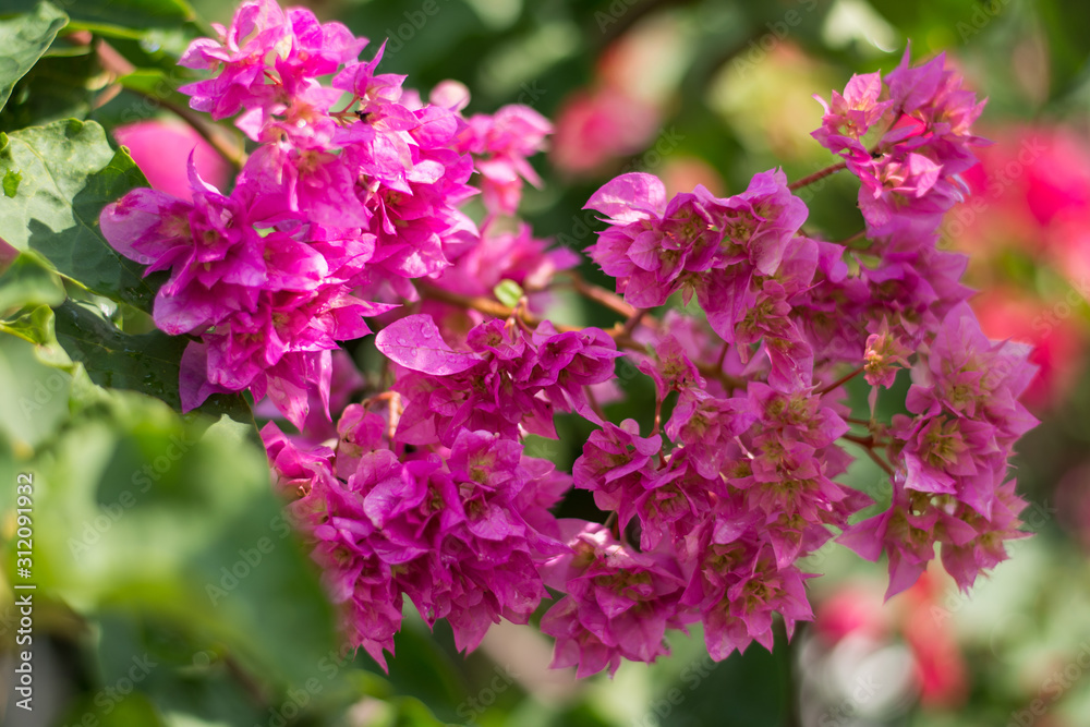 Gardening concept. Beautiful flowers Bougainvillea on green branch over blue sky. Postcard. Article illustration. Copy space. Selective focus Gardening concept. Beautiful flowers Bougainvillea on green branch over blue sky. Postcard. Article illustration. Copy space. Selective focus