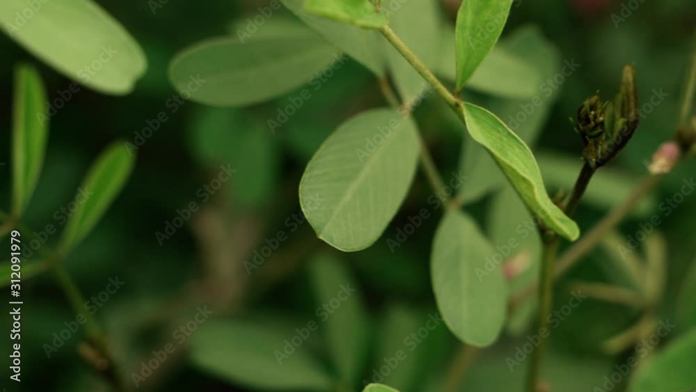 Tracking shot of tropical flowers and leaves , Nature abstract background of pink flowers and leaves in slow motion . Tracking shot of tropical flowers and leaves , Nature abstract background of pink flowers and leaves in slow motion .
