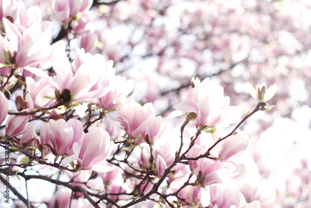 Nature background with magnolia, beautiful cherry tree. 