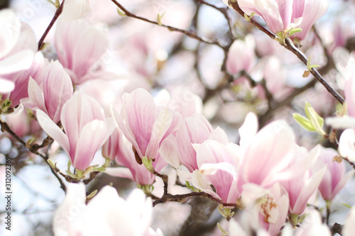 Nature background with magnolia, beautiful cherry tree. © Natlia