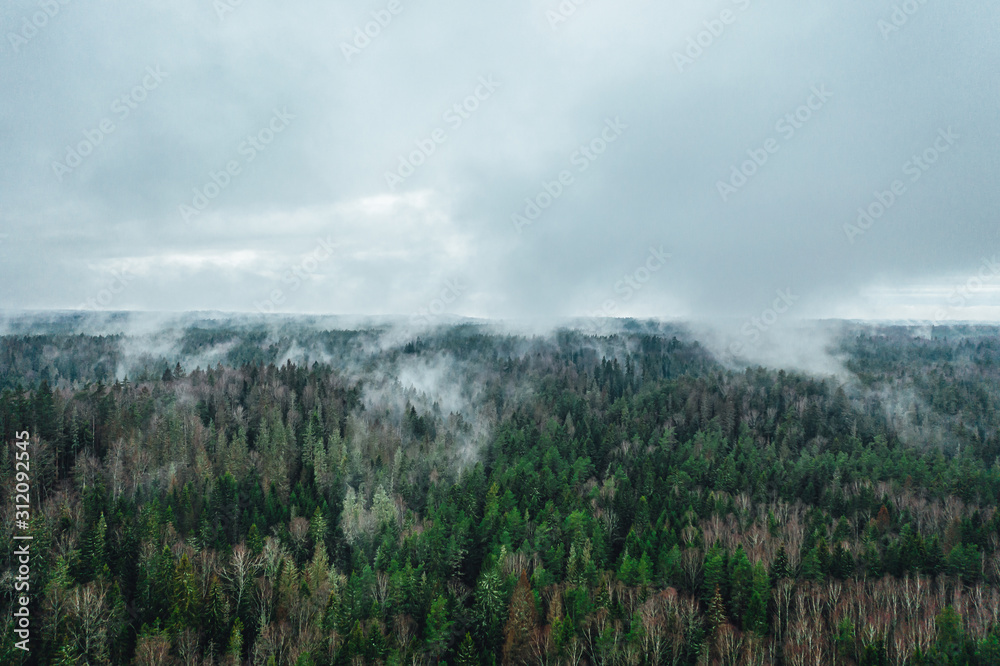 Aerial view over pine forest valley covered in fog.