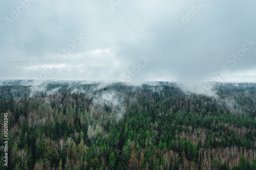 Aerial view over pine forest valley covered in fog.