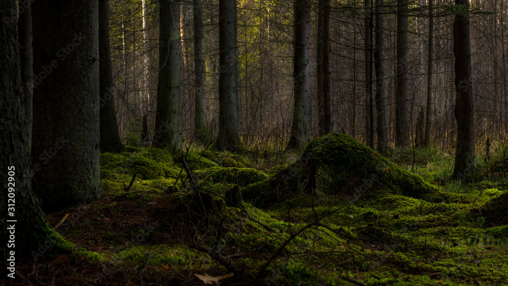 A beautiful mysterious green dark forest with some light falling from behind the trees