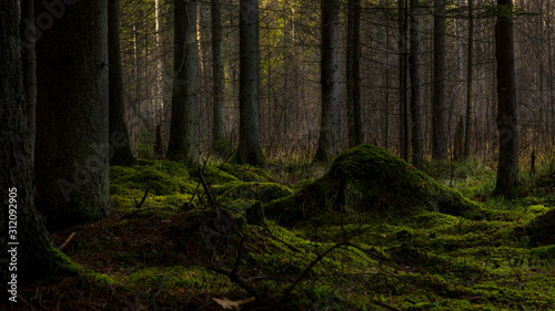 A beautiful mysterious green dark forest with some light falling from behind the trees