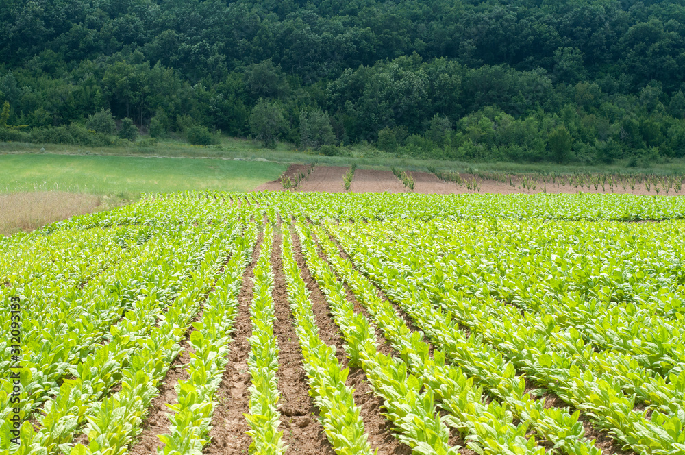 Young green tobacco plants in rows growing in field as agricultural background