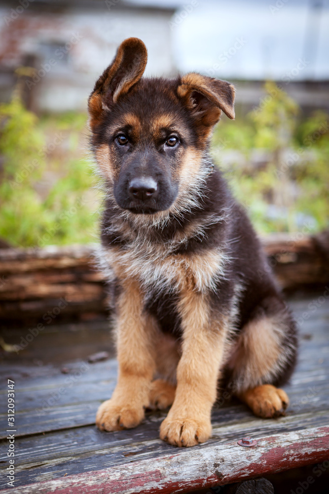A little German shepherd puppy sits on a bench in the summer and looks sadly A little German shepherd puppy sits on a bench in the summer and looks sadly