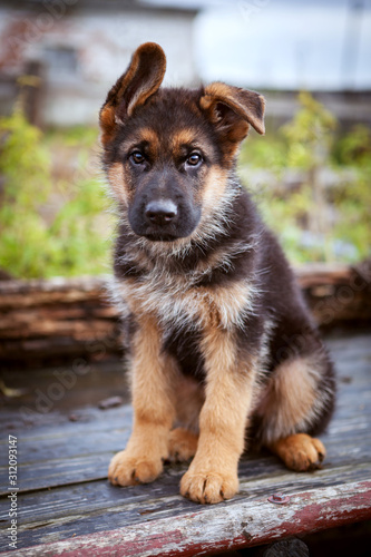 A little German shepherd puppy sits on a bench in the summer and looks sadly