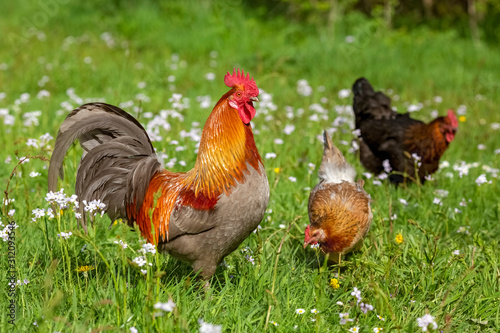 Free-range Poultry Running in the Meadow Fototapete