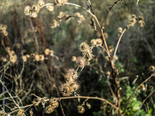 HEDGEROW © Laurence