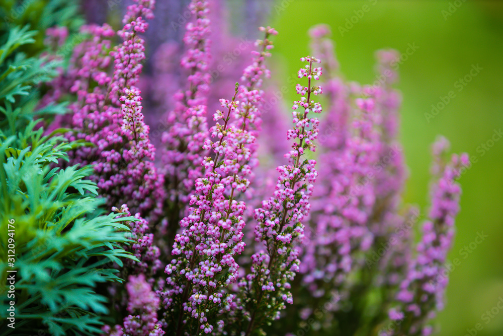 Fototapeta premium pink flowers in a garden