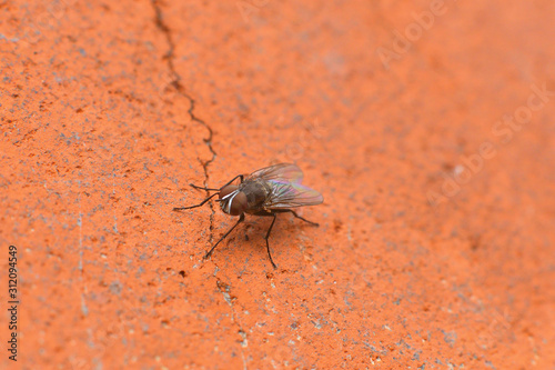 Macro Photography of Housefly on brick wall.blurry background.fly is carrier of infection © Natasha 
