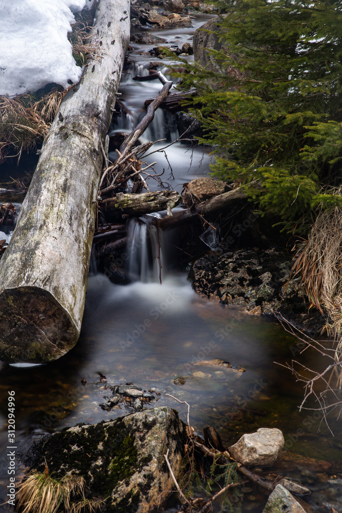 Fototapeta premium creek with tree trunk in forest